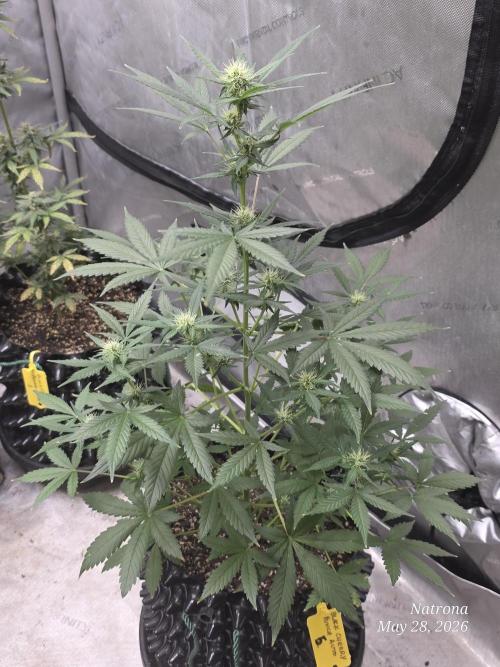 Black Cherry Punch auto -Pyramid Seeds. Week 7