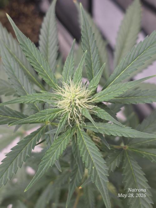Black Cherry Punch auto -Pyramid Seeds. Week 7