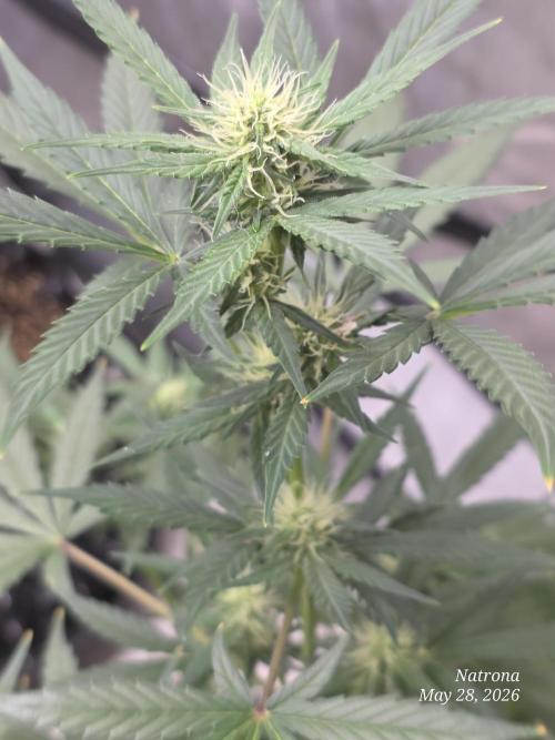 Black Cherry Punch auto -Pyramid Seeds. Week 7