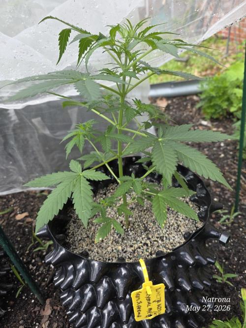 White Widow X Crystal Meth Outside 2026. Week 4
