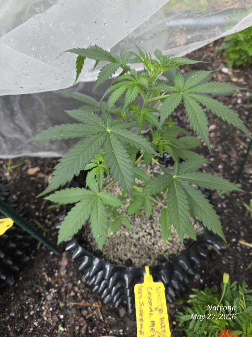 White Widow X Crystal Meth Outside 2026. Week 4