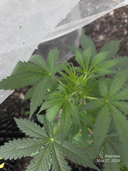 White Widow X Crystal Meth Outside 2026. Week 4