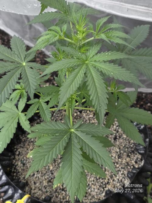White Widow X Crystal Meth Outside 2026. Week 4