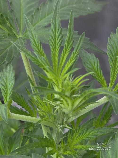 White Widow X Crystal Meth Outside 2026. Week 4