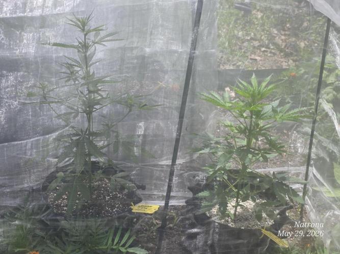 White Widow X Crystal Meth Outside 2026. Week 4