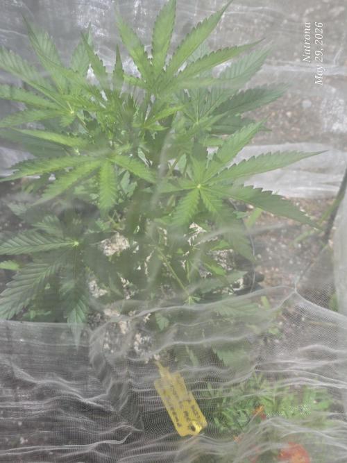 White Widow X Crystal Meth Outside 2026. Week 4