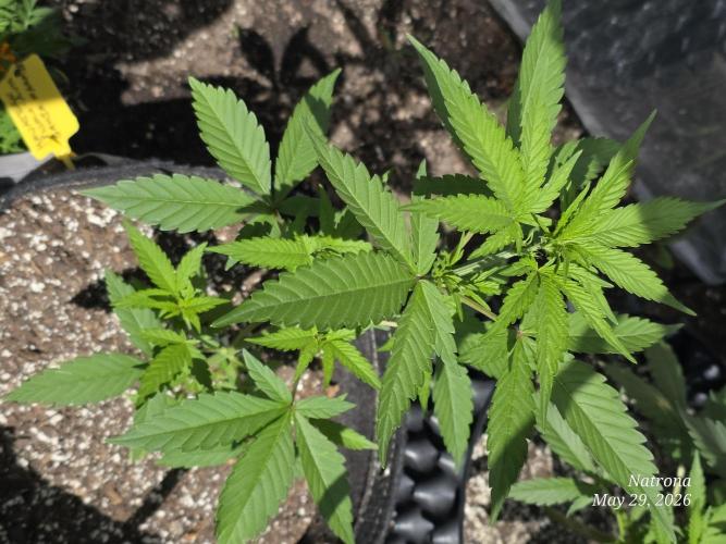 White Widow X Crystal Meth Outside 2026. Week 4