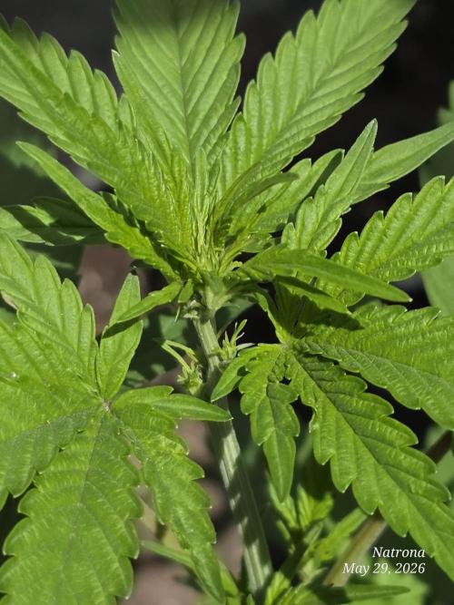 White Widow X Crystal Meth Outside 2026. Week 4