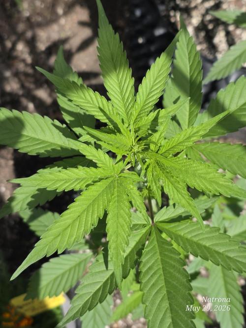 White Widow X Crystal Meth Outside 2026. Week 4