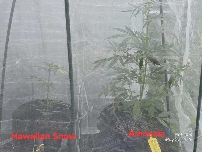Amnesia auto Outside 2026 SeedSupreme. Week 4