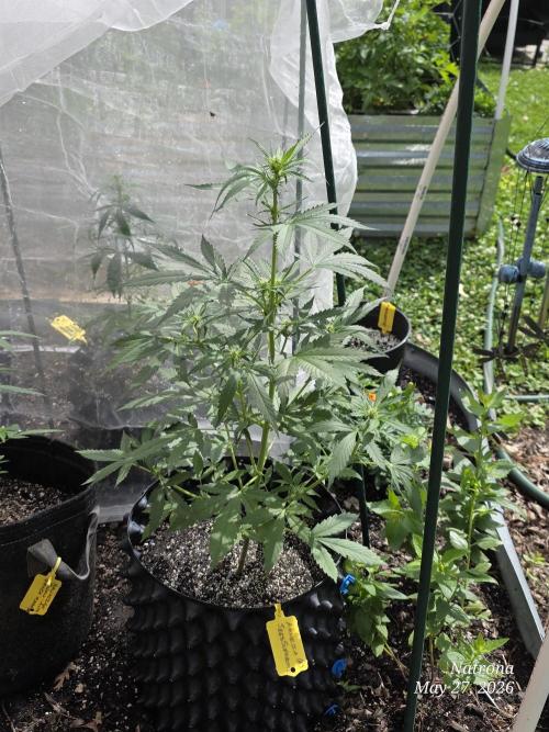 Amnesia auto Outside 2026 SeedSupreme. Week 4
