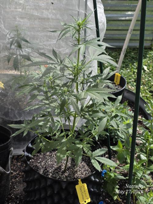 Amnesia auto Outside 2026 SeedSupreme. Week 4