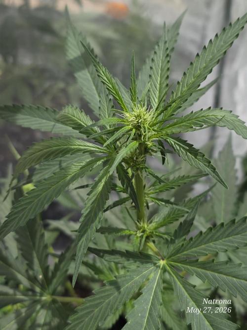 Amnesia auto Outside 2026 SeedSupreme. Week 4