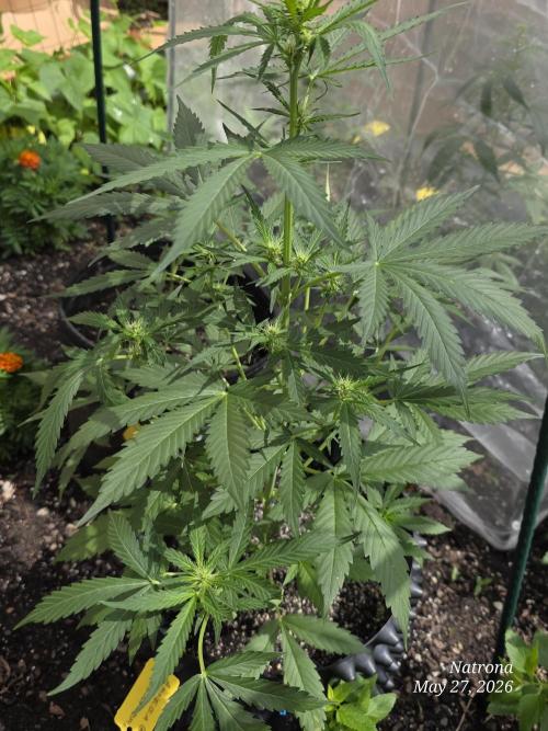 Amnesia auto Outside 2026 SeedSupreme. Week 4