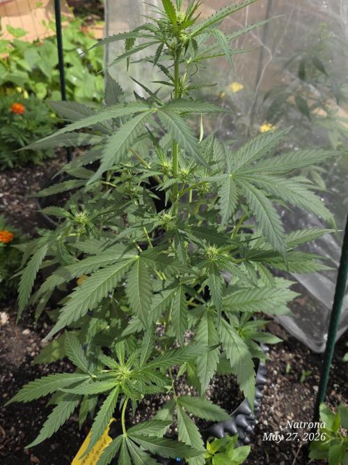 Amnesia auto Outside 2026 SeedSupreme. Week 4