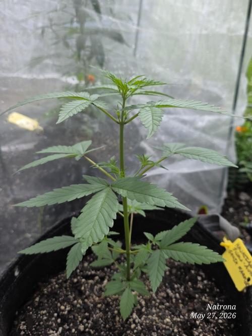 Whorled Phyllotaxy-Hawaiian Snow auto. Week 3