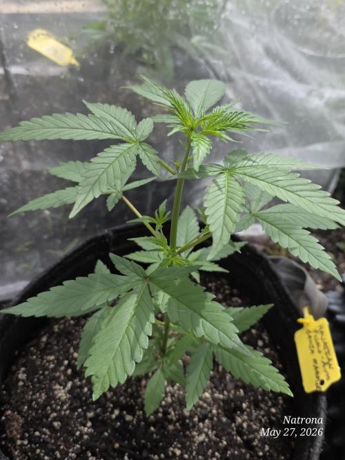 Whorled Phyllotaxy-Hawaiian Snow auto. Week 3
