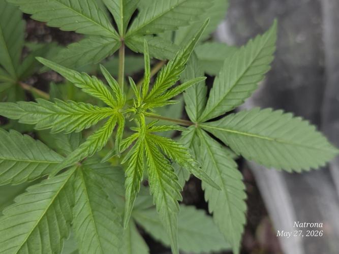 Whorled Phyllotaxy-Hawaiian Snow auto. Week 3