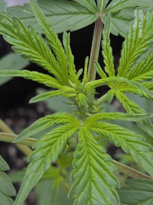 Whorled Phyllotaxy-Hawaiian Snow auto. Week 3