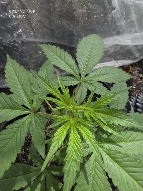 Whorled Phyllotaxy-Hawaiian Snow auto. Week 3