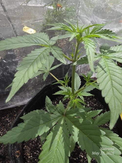 Whorled Phyllotaxy-Hawaiian Snow auto. Week 3