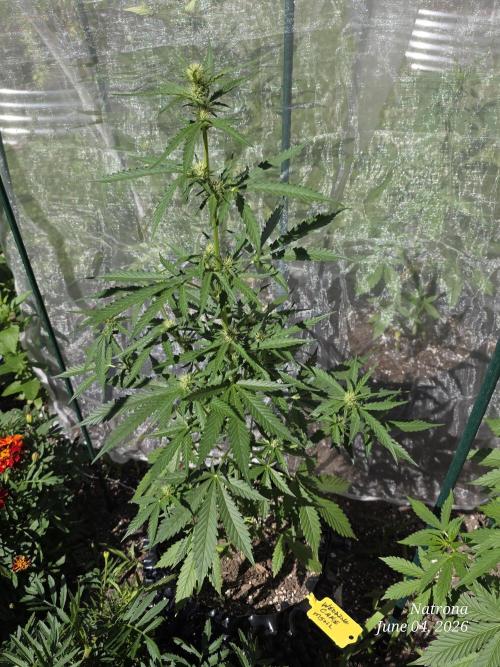 Wedding Cake auto  2026 Outside Grow. Week 2