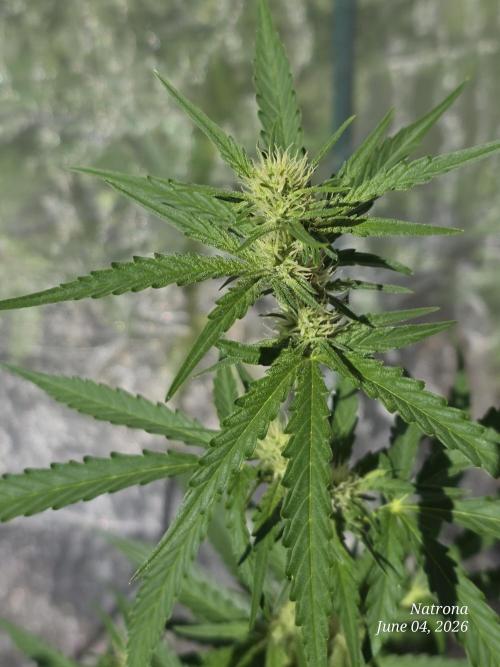 Wedding Cake auto  2026 Outside Grow. Week 2