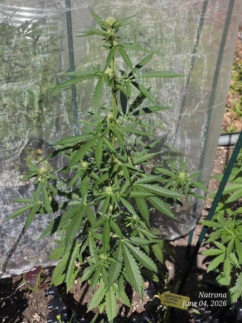 Wedding Cake auto  2026 Outside Grow. Week 2
