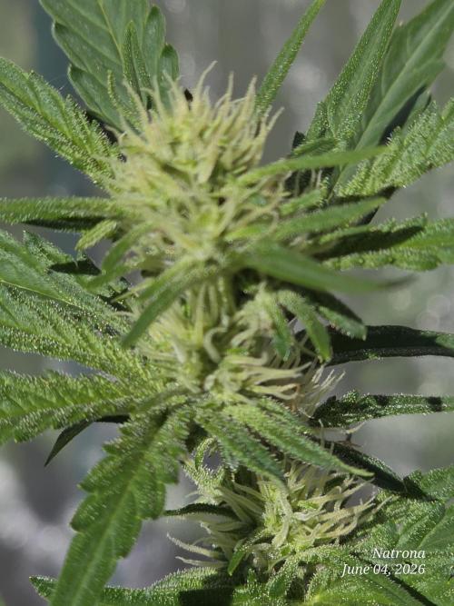 Wedding Cake auto  2026 Outside Grow. Week 2
