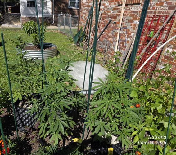 Wedding Cake auto  2026 Outside Grow. Week 2