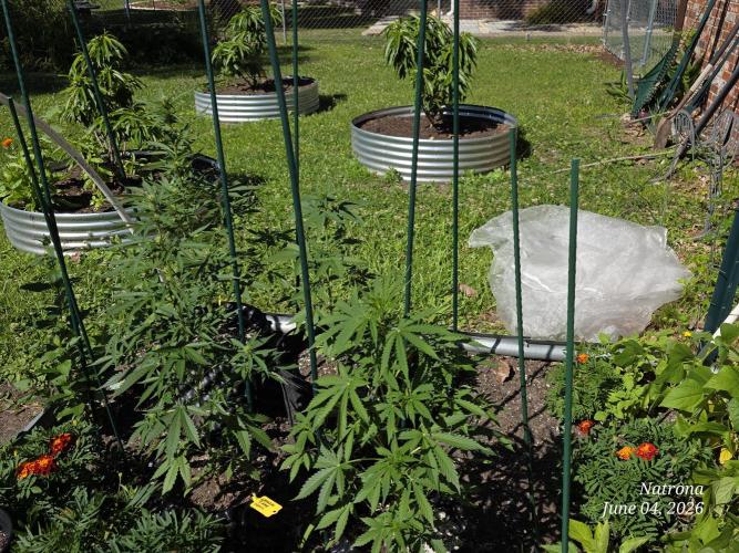 Wedding Cake auto  2026 Outside Grow. Week 2