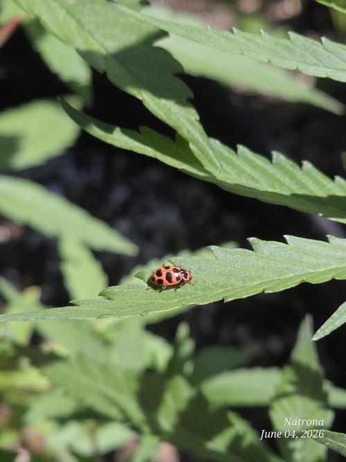 Wedding Cake auto  2026 Outside Grow. Week 2
