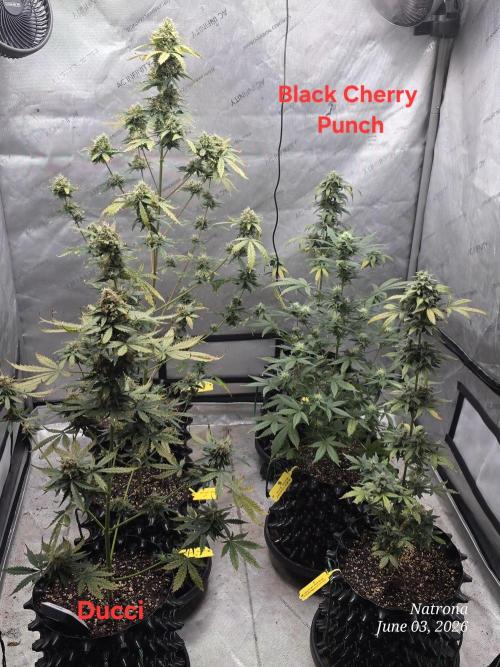 Black Cherry Punch auto -Pyramid Seeds. Week 8
