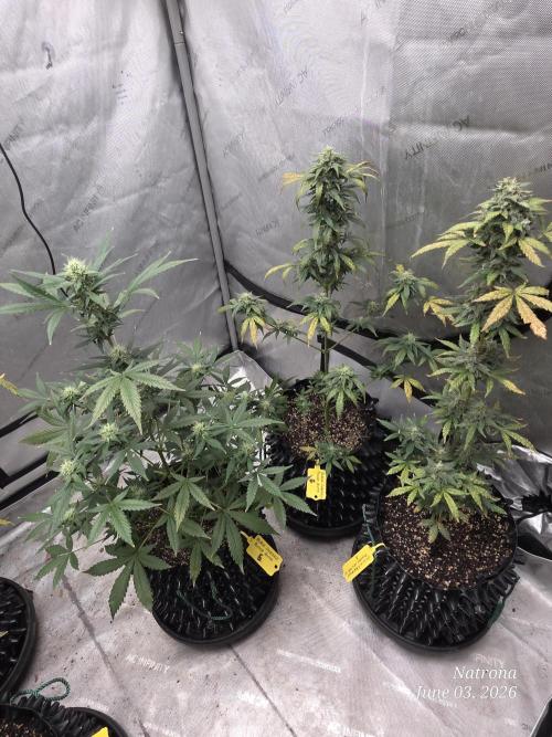 Black Cherry Punch auto -Pyramid Seeds. Week 8