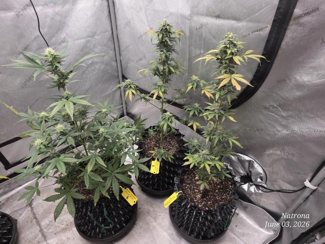 Black Cherry Punch auto -Pyramid Seeds. Week 8