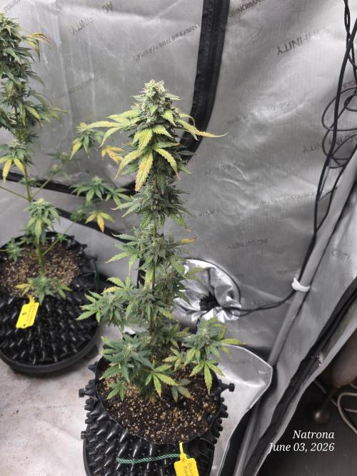 Black Cherry Punch auto -Pyramid Seeds. Week 8