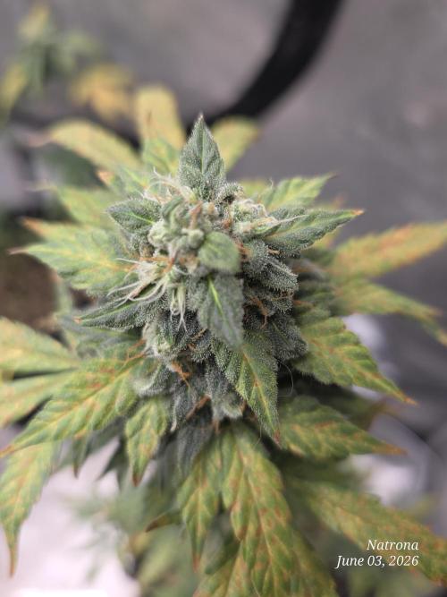 Black Cherry Punch auto -Pyramid Seeds. Week 8