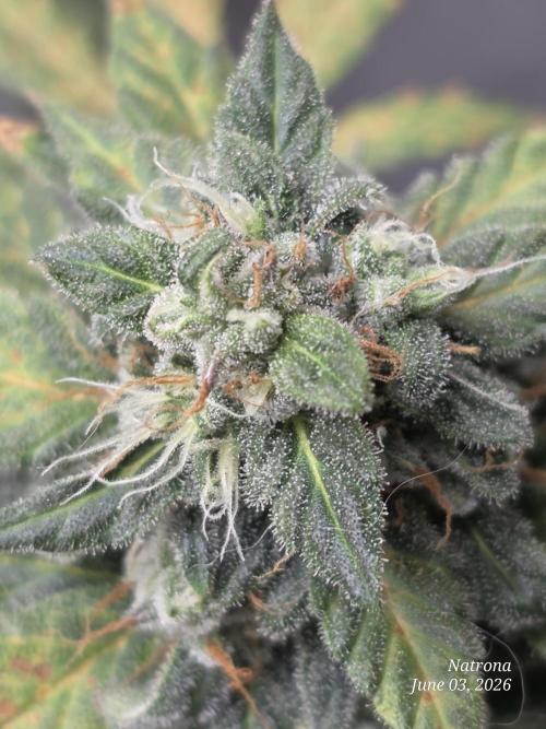 Black Cherry Punch auto -Pyramid Seeds. Week 8