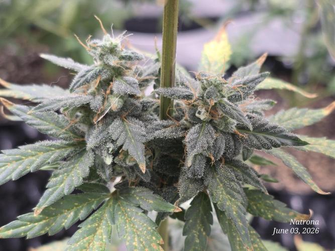 Black Cherry Punch auto -Pyramid Seeds. Week 8