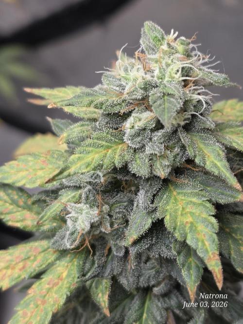 Black Cherry Punch auto -Pyramid Seeds. Week 8