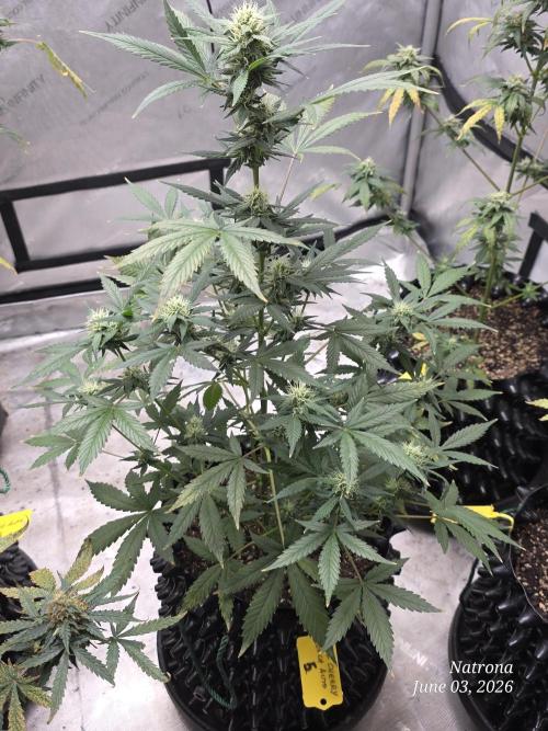 Black Cherry Punch auto -Pyramid Seeds. Week 8