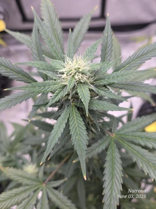 Black Cherry Punch auto -Pyramid Seeds. Week 8
