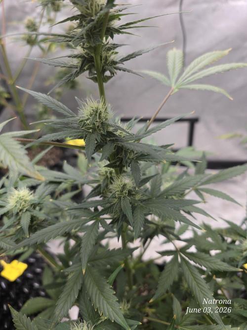 Black Cherry Punch auto -Pyramid Seeds. Week 8