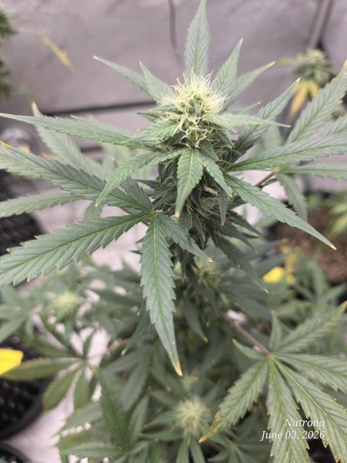 Black Cherry Punch auto -Pyramid Seeds. Week 8