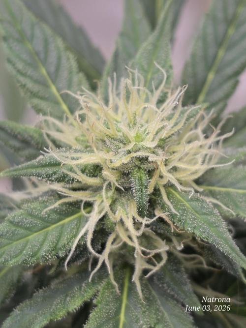 Black Cherry Punch auto -Pyramid Seeds. Week 8