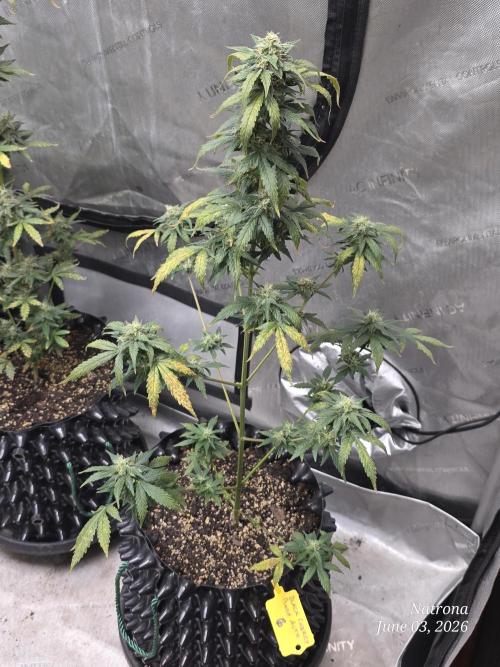 Black Cherry Punch auto -Pyramid Seeds. Week 8