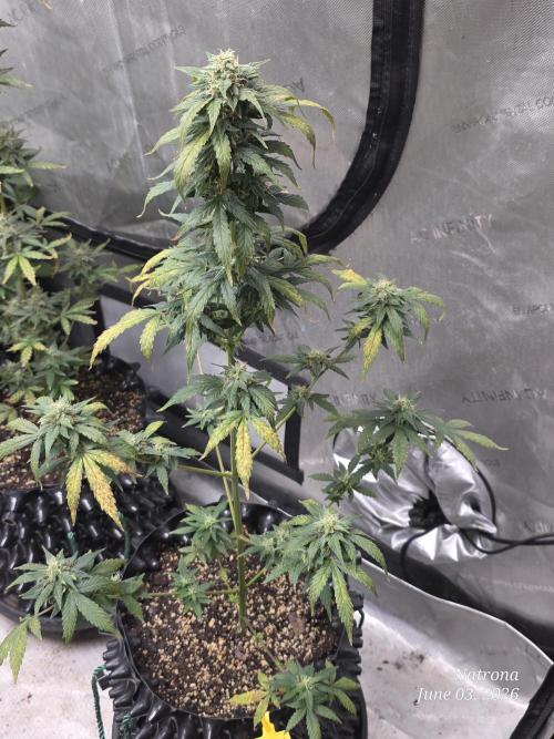 Black Cherry Punch auto -Pyramid Seeds. Week 8