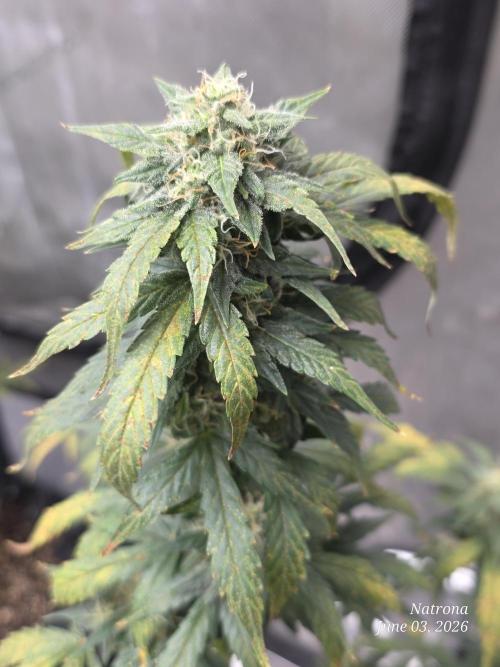 Black Cherry Punch auto -Pyramid Seeds. Week 8
