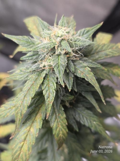 Black Cherry Punch auto -Pyramid Seeds. Week 8