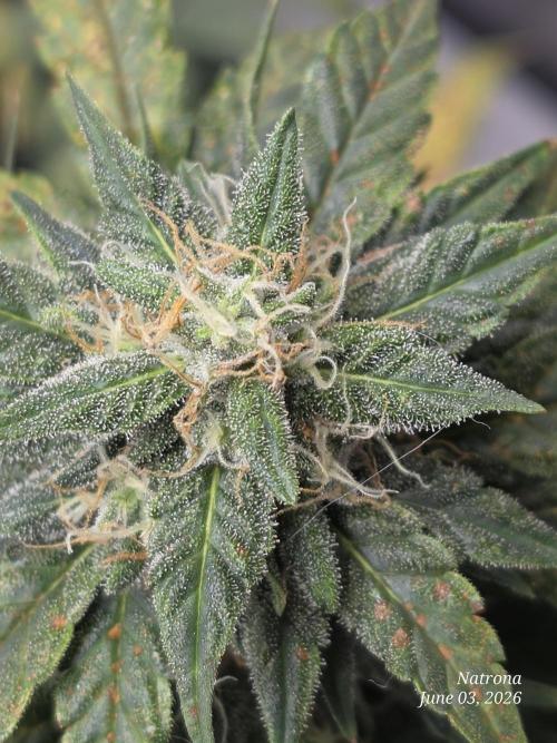 Black Cherry Punch auto -Pyramid Seeds. Week 8